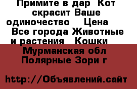 Примите в дар. Кот скрасит Ваше одиночество. › Цена ­ 0 - Все города Животные и растения » Кошки   . Мурманская обл.,Полярные Зори г.